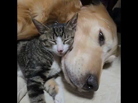 今日のキビッチャン 子猫とゴールデンレトリバービスとイロハ cat goldenretriever ゴールデンレトリバ… サムネイル