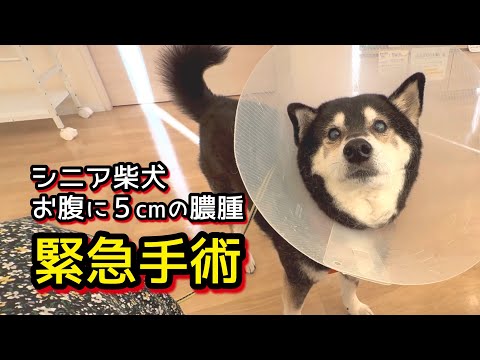 【緊急手術】シニア柴犬のお腹に、５ｃｍ大の膿腫 サムネイル