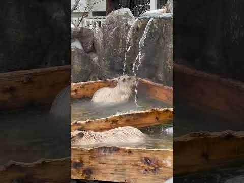 shorts 羨ましい！本物の那須の源泉掛け流し！　カピバラ温泉　那須どうぶつ王国にて　2026年1月11日 サムネイル