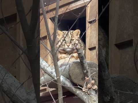 shorts アカツキくん　ツシマヤマヤマネコ　那須どうぶつ王国にて　2026年1月4日 サムネイル