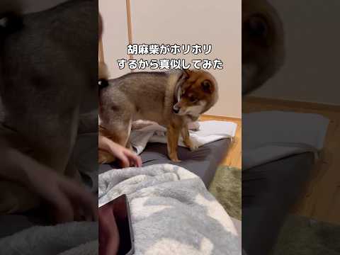 真似されても負けじと掘り続ける胡麻柴が可愛くて最終的に共倒れ 胡麻柴 柴犬 柴犬のいる暮らし 日本犬 サムネイル