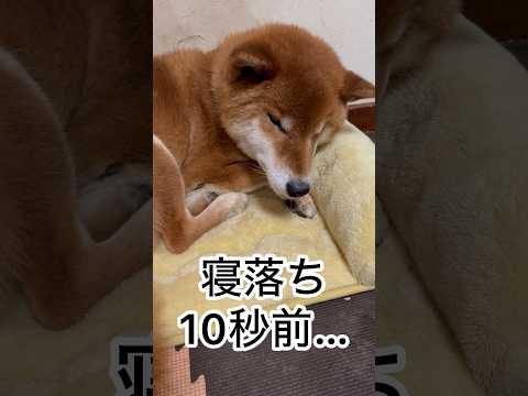 ’26.1.3 力丸の寝落ち10秒前… 柴犬 shibainu 柴犬のいる暮らし 柴犬の日常 眠い犬 寝落ち 力丸 サムネイル