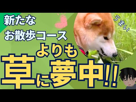 新たなお散歩コースよりも、美味しい草に夢中な栗太郎🌱🌰))ﾓｸﾞﾓｸﾞ サムネイル