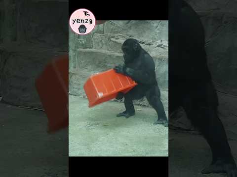 Ringo想咬橘桶上去,桶掉下來 gorilla gorillatag taipeizoo 金剛猩猩 台北市立動物園… サムネイル