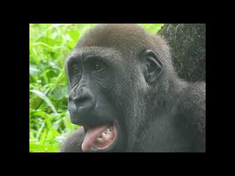 yawn.little gorilla Jabali 3y11m old.shorts。J張大口打哈欠玩舌頭 サムネイル