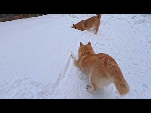 雪に夢中な娘にかまってほしいお母さん サムネイル