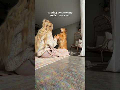 coming home to my golden retriever🥵goldenretreivers dog pup… サムネイル
