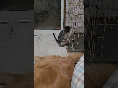 子猫も歩く練習？cat kitten 猫 子猫 仔猫 子猫の体重 ibukikohaku 癒し 子ネコ  shorts… サムネイル