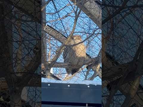 #shorts シマフクロウ　旭山動物園にて　2025年12月19日 サムネイル