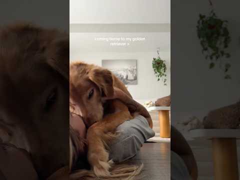 coming home to my golden retriever ♥️ goldendog dog puppy g… サムネイル