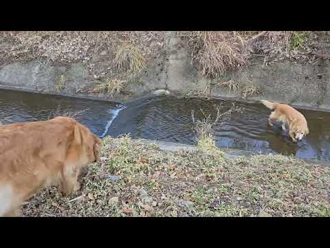 2026年2月12日　翡翠地区までやって来たゴールデンレトリバーの親子と散歩。goldenretriever dog… サムネイル