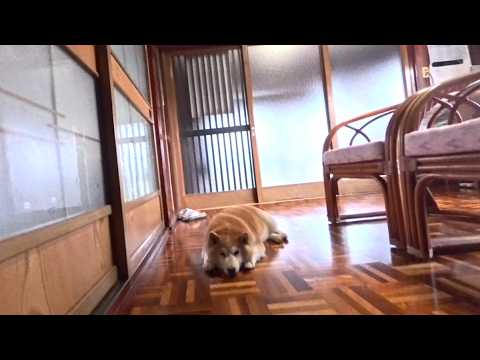 気温が20度を超えると各御家庭でフローリングでぺしゃんこになってるワンちゃん達が観測されはじめます。🌤️ サムネイル