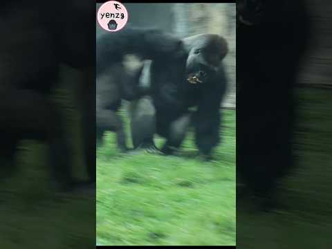 Daddy : Nope!🤣 gorilla taipeizoo 金剛猩猩  台北市立動物園 funnyanimals… サムネイル