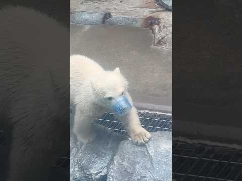 shorts みんな見て〜♪コレがモモ太の大事なの〜🐻‍❄️   ホッキョクグマ親子　秋田県男鹿水族館GAOにて202… サムネイル