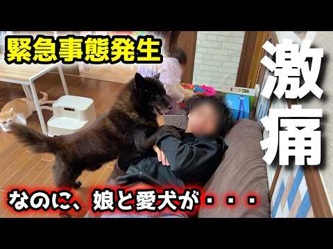 【緊急事態発生】痛すぎて呼吸も辛いのに、甲斐犬一休と娘が・・・ サムネイル