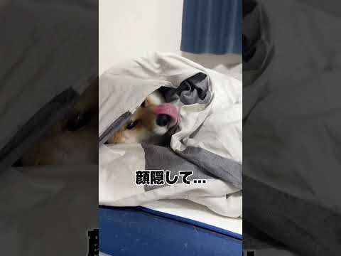 感情表現豊かやなw 柴犬 shorts サムネイル