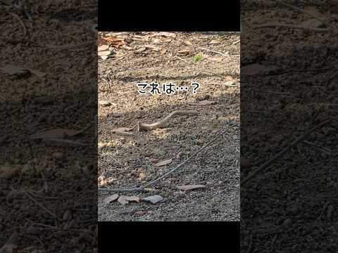 これは…？ 東武動物公園 動物 動物園 ホンシュウジカ シカ 落角 しょんぼり サムネイル