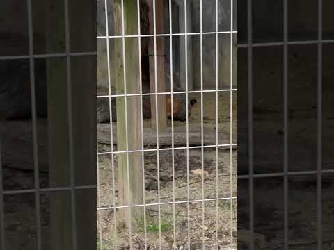 shorts アライさんを見ていたミーニャちゃん　マヌルネコ　東山動植物園にて　2026年3月13日 サムネイル