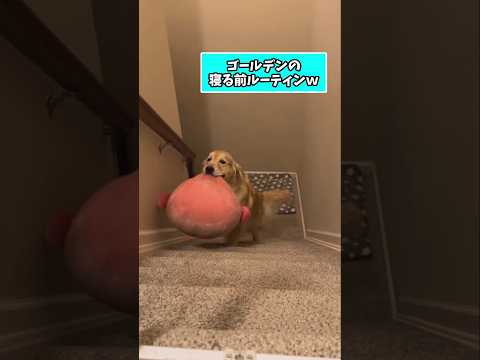 仕事で疲れた皆に贈る笑いと癒しのゴールデン5選ww　ゴールデンレトリバー 笑える 癒しゴールデンレトリバーのいる生活… サムネイル