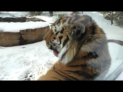 雪景色に令くん　アムールトラ🐯　那須どうぶつ王国　2026年1月9日 サムネイル