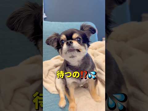 我慢の極み🐶‼️柴犬 チワワ shorts サムネイル