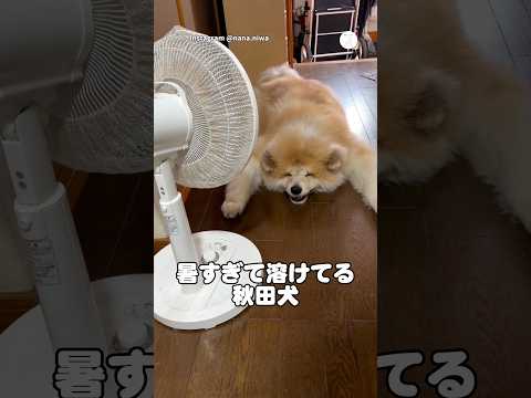 暑すぎて完全に溶けてる秋田犬😂　　　　　　　秋田犬　大型犬　犬　かわいい犬 犬のいる暮らし サムネイル