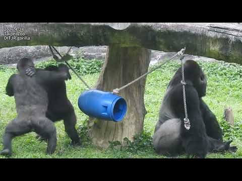 Gorilla D'jeeco family 出外場覓食 / Jabali Ringo 打鬧 / Tayari 盪鞦韆… サムネイル