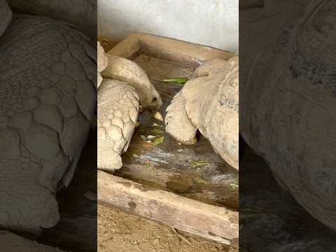 shorts お食事中〜☺️ ケヅメリクガメ　ごかつら池どうぶつパークにて　2026年1月24日 サムネイル