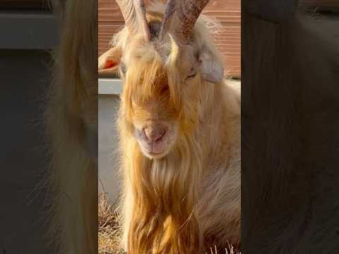shorts イケメンなヤギくん　ごかつら池どうぶつパーク　2026年1月24日 サムネイル