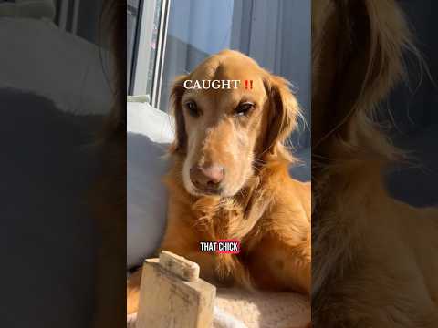 dog-tor coby to rescue🛟goldenpup puppy goldenpupppy dogbree… サムネイル