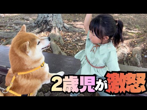 彦根城で誰よりも観光する柴犬が、ある事をきっかけに2歳娘をブチギレさせる サムネイル