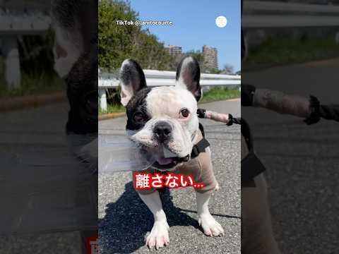 ペットボトルを咥えたまま散歩する犬　　フレンチブルドッグ 犬　いぬ　面白い　散歩 サムネイル