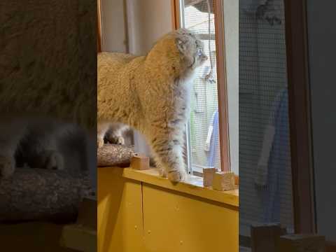 shorts 伸びるロータスくん　マヌルネコ　埼玉県こども動物自然公園　2026年3月6日 サムネイル