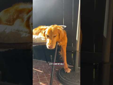 coming home to my golden retriever❤️india retreiver dog pup…