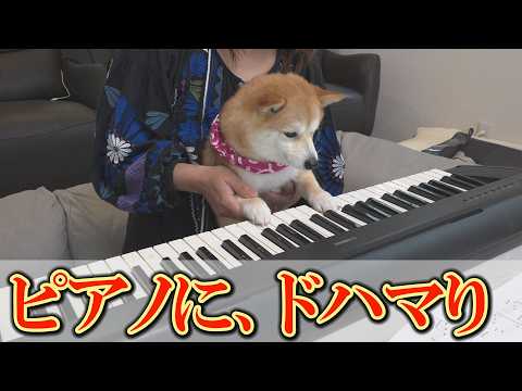 ママが少し教えると、軽やかな肉球使いでピアノを弾きまくる女子柴犬が可愛すぎました。 サムネイル