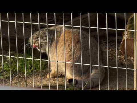 アニャニャニャーしながらカキカキエルくん🤭　マヌルネコ　東山動植物園にて　2026年3月14日