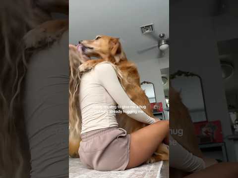 coming home to my golden retriever🥵goldenretreivers dog pup… サムネイル