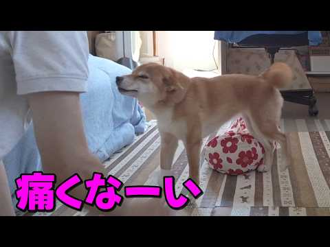バシーンと叩かれてもニコニコ笑顔で返す柴犬小夏　カリカリASMR サムネイル