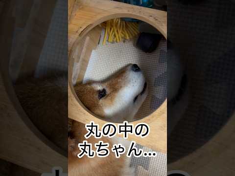 ’26.8.22 力丸の寝姿…四変化… 柴犬 柴犬のいる暮らし shibainu 柴犬の日常 眠い犬 力丸