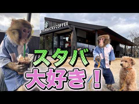 はじめてスタバに行ったら美味しさにどハマりしたお猿のルートくん サムネイル