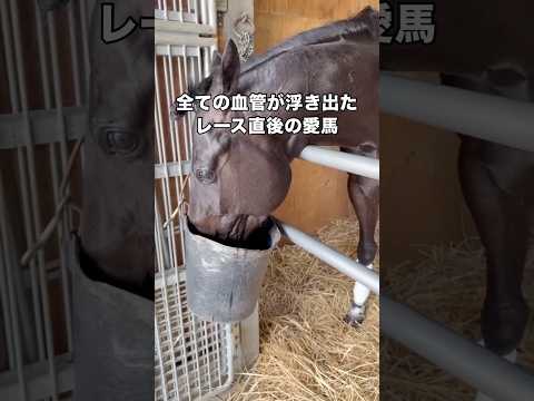 全ての血管が浮き出るほど持てる力を全て出し切った愛馬マサッチェハマー 馬 競走馬 競馬 shorts
