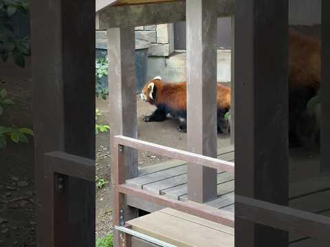 shorts 朝のニーコちゃん　レッサーパンダ　浜松市動物園にて　2026年4月5日 サムネイル
