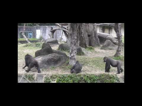 gorilla sisters Iriki 15y old & Tayari 14y10m old. Jabali 5… サムネイル