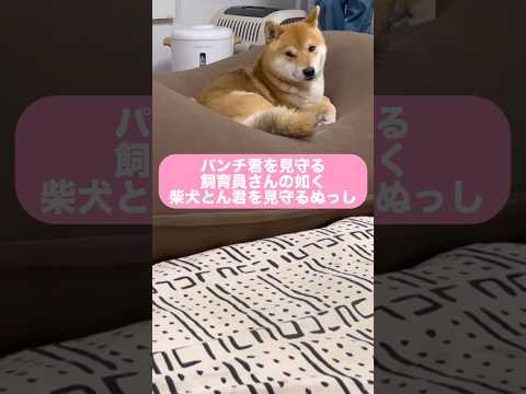 話題のパンチ君の飼育員さんがかっこいいので影響を受けまくる柴犬とん君のぬっし　柴犬　柴犬とん サムネイル