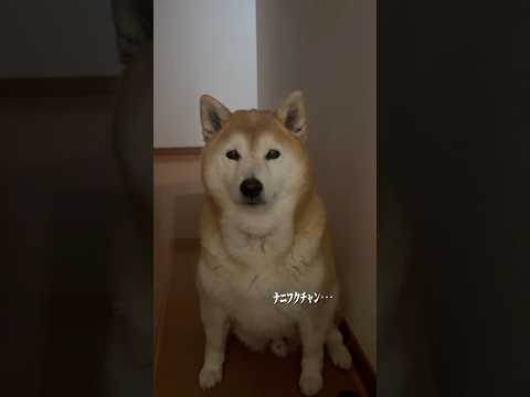 柴犬福 兄に車と言われた時の柴犬🤣Bro and Shiba🤣shorts japanesedog 柴犬 shibai… サムネイル
