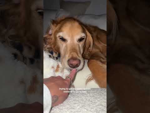 coming home to my golden retriever🥵 goldenretreiver dog ind…