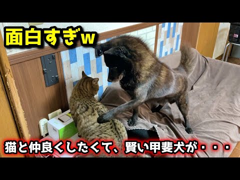 甲斐犬一休、どうしても猫と仲良くなりたくてとった行動が・・・ サムネイル