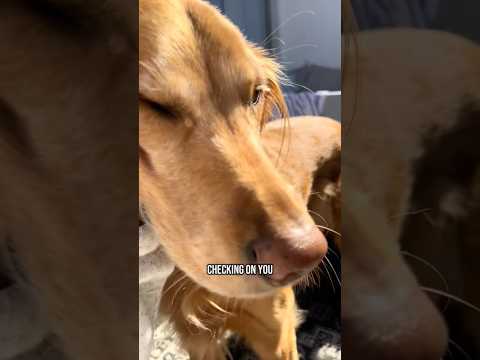 coming home to my golden retriever🥵 goldenretreiver dog ind… サムネイル