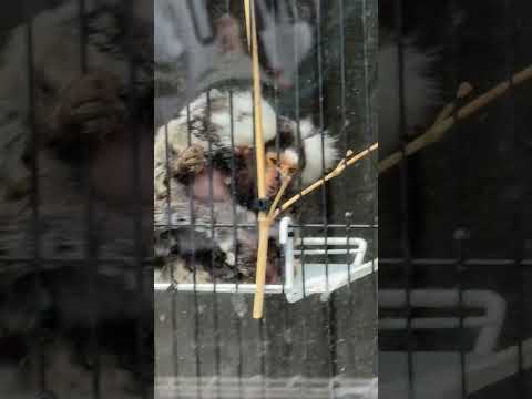 shorts 小さい棚の上に　コモンマーモセット　浜松市動物園にて　2026年4月5日