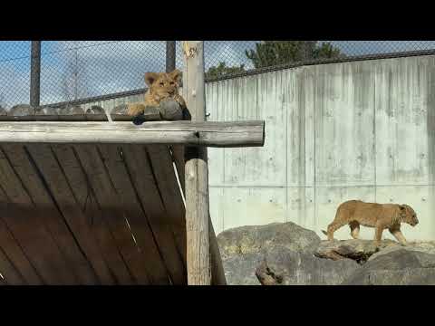 仔ライオン🦁アルくん＆デンくん　のんほいパーク　2026年1月23日 サムネイル